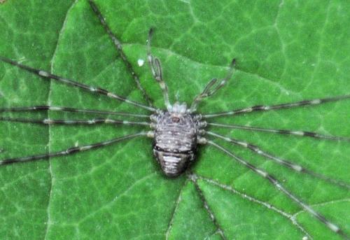 Réf. 334 165 : Dicranopalpus ramosus